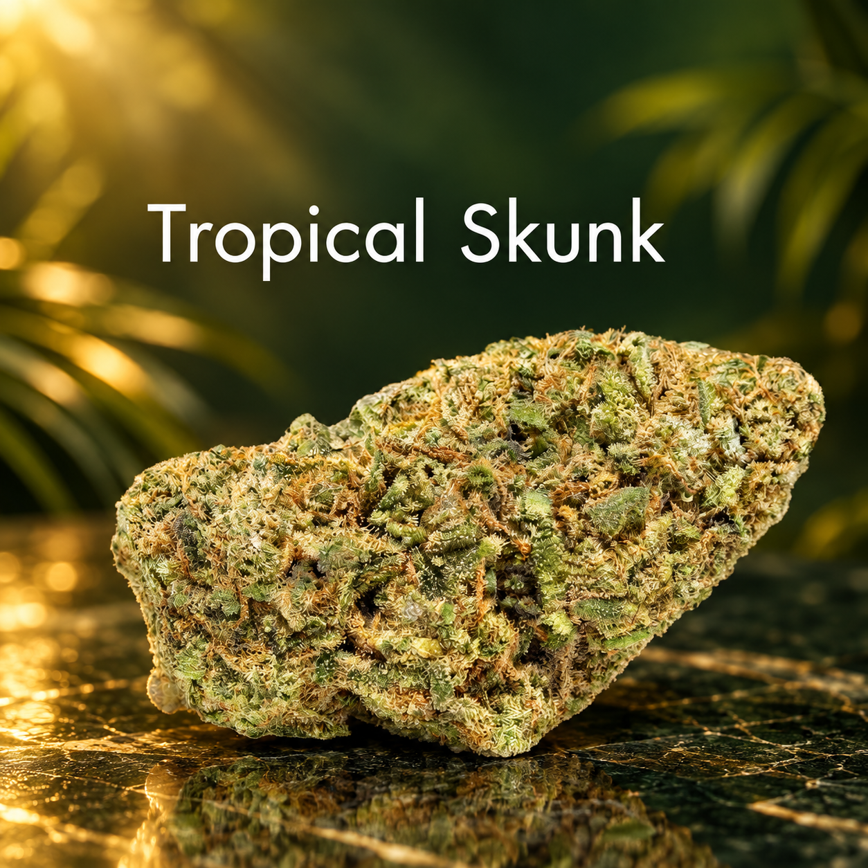 Tropical Skunk